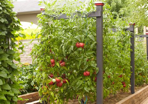 best way stake tomato plants